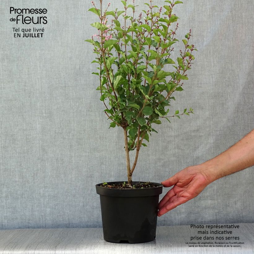 Exemplar von Syringa Pink Perfume - Zwerg-Duftflieder Topf mit 2L/3L wie im Sommer geliefert