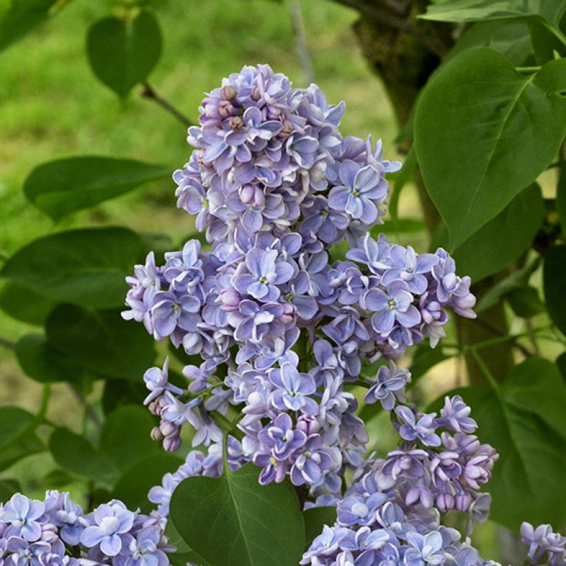 Edelflieder Capitaine Baltet - Syringa vulgaris (Flowering)