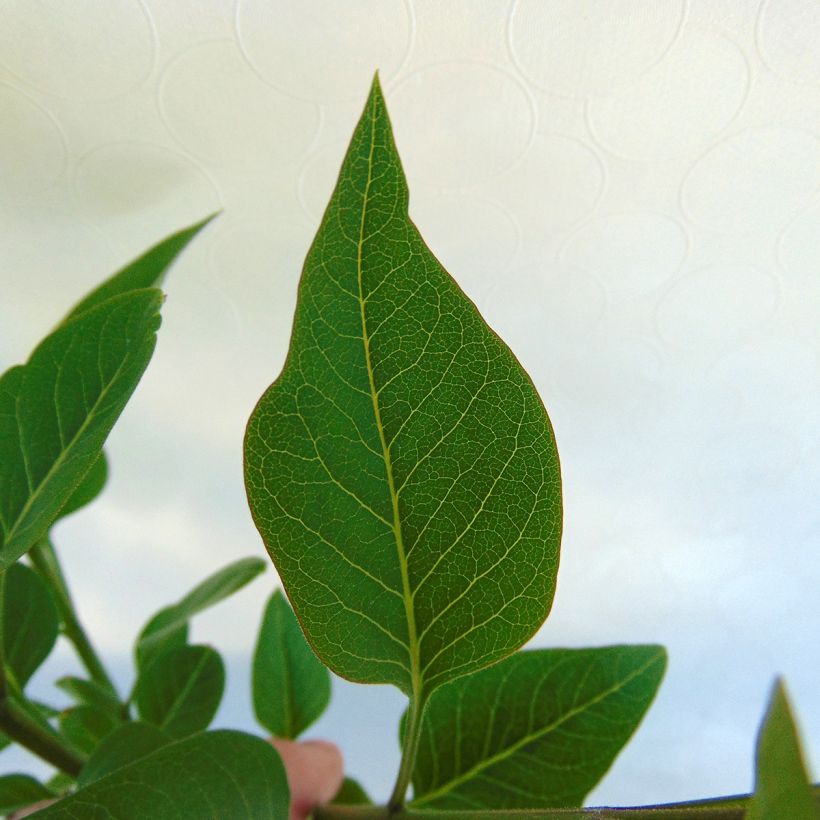 Edelflieder Charles Joly - Syringa vulgaris (Foliage)