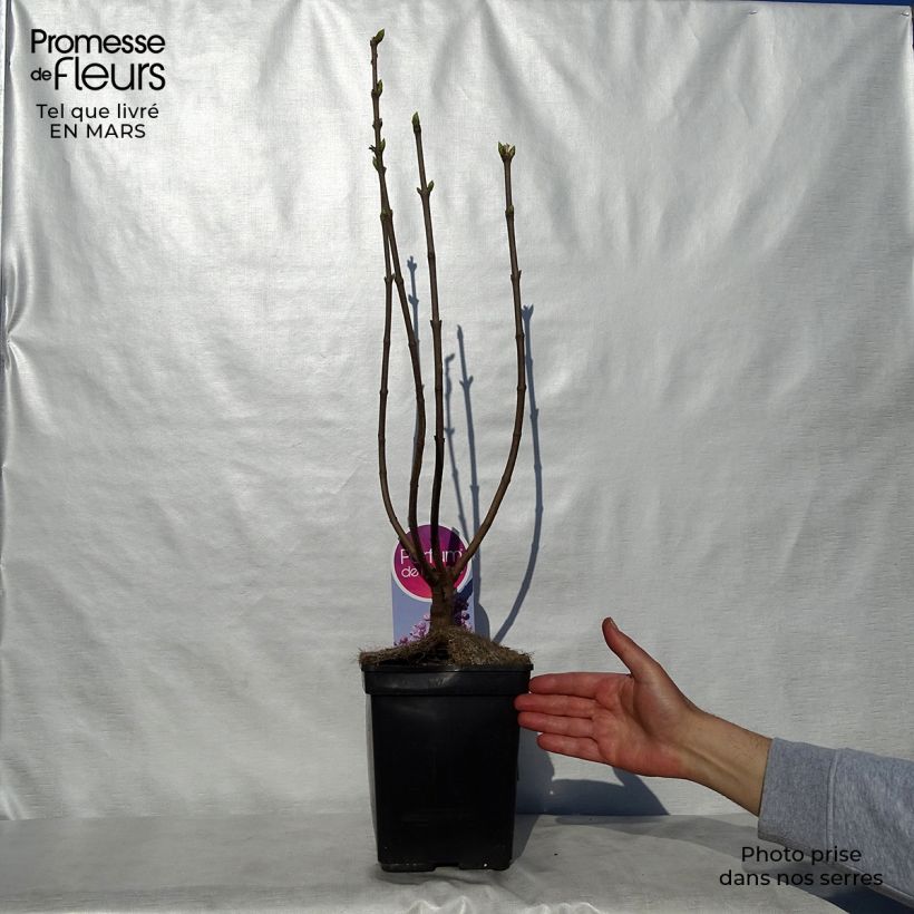 Exemplar von Edelflieder Sensation - Syringa vulgaris Topf mit 3L/4L, Strauch wie im Frühjahr geliefert