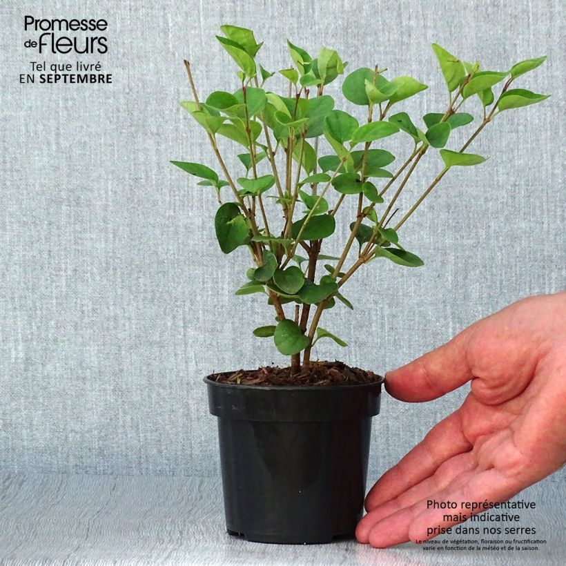 Example of Syringa Tinkerbelle - Zwerg-Duftflieder Topf 10 cm/11cm as you get in automne