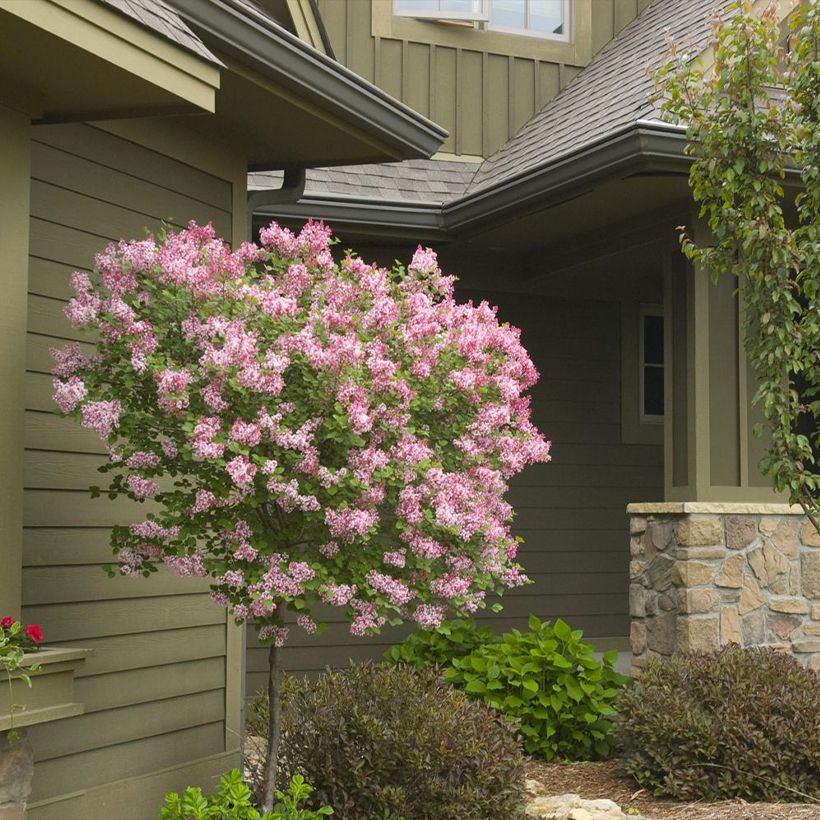Syringa Tinkerbelle - Zwerg-Duftflieder (Plant habit)
