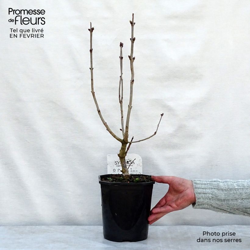 Exemplar von Edelflieder Belle de Nancy - Syringa vulgaris Topf mit 3L/4L wie im Winter geliefert