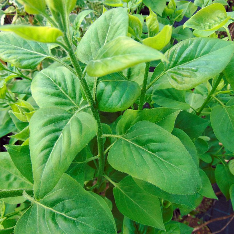 Edelflieder Capitaine Baltet - Syringa vulgaris (Foliage)