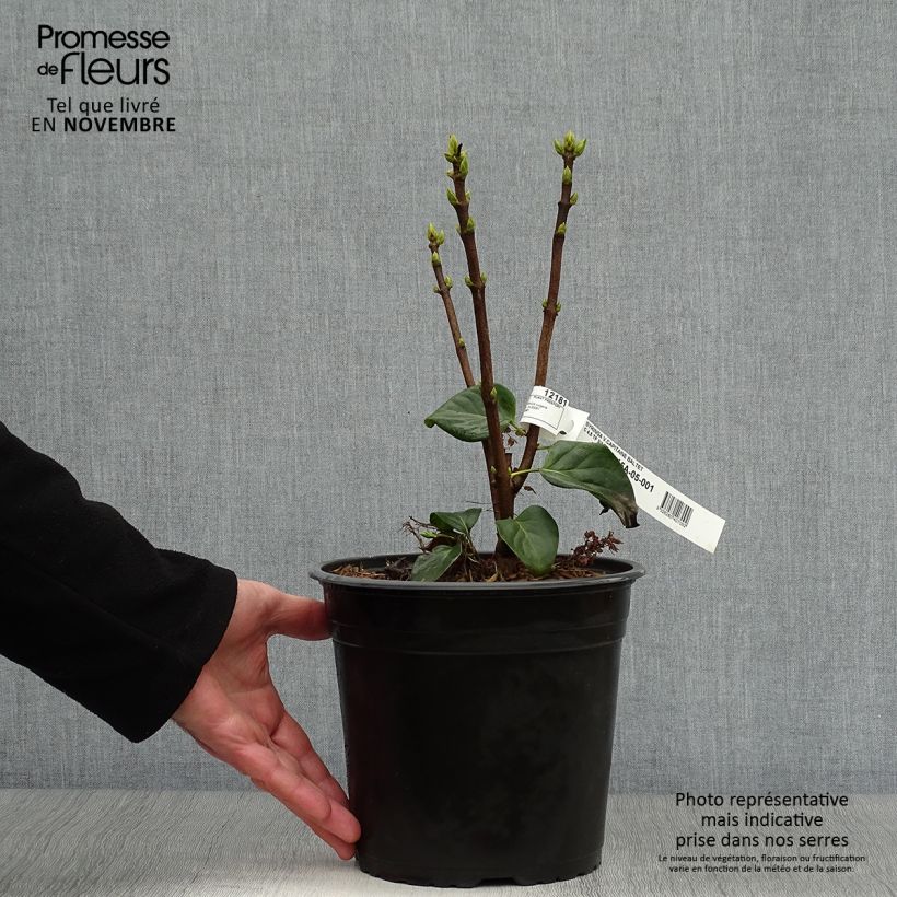 Example of Edelflieder Capitaine Baltet - Syringa vulgaris Topf mit 4L/5L as you get in automne
