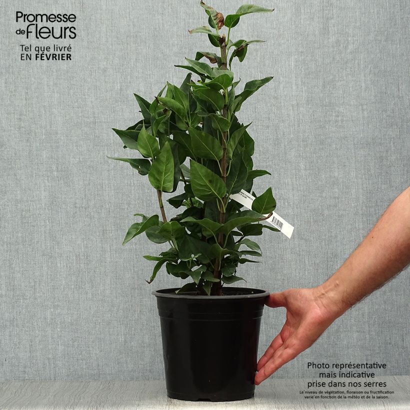 Example of Edelflieder Charles Joly - Syringa vulgaris Topf mit 2L/3L as you get in automne