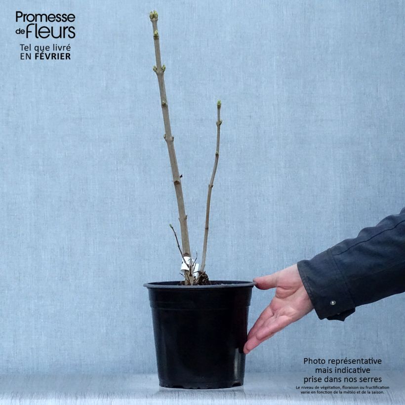 Example of Edelflieder Dentelle d'Anjou - Syringa vulgaris Topf mit 4L/5L as you get in hiver