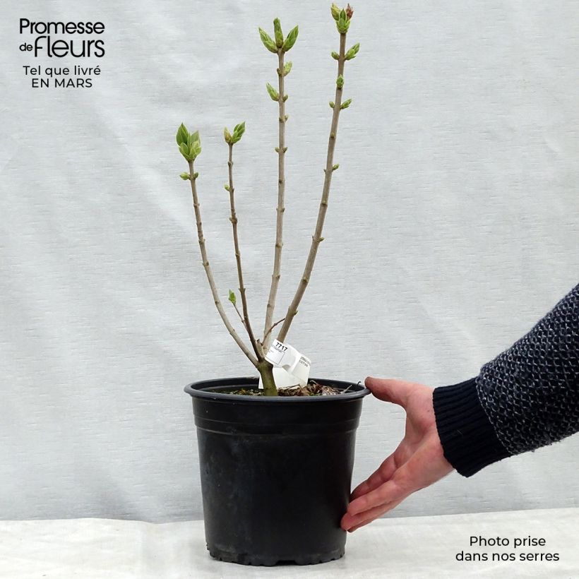 Exemplar von Edelflieder Katherine Havemeyer - Syringa vulgaris Topf mit 3L/4L wie im Winter geliefert