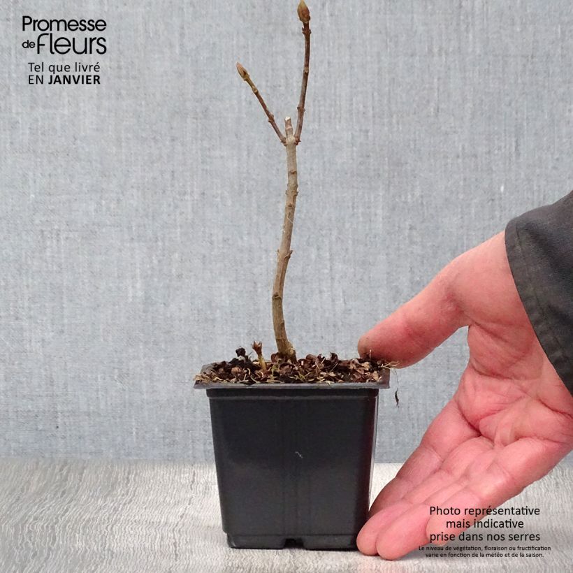 Exemplar von Edelflieder Katherine Havemeyer - Syringa vulgaris Kleine Töpfe von 8/9 cm wie im Winter geliefert