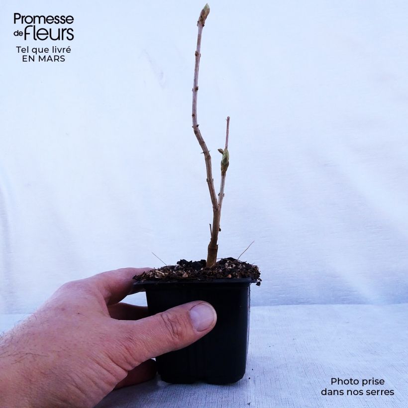 Exemplar von Edelflieder Katherine Havemeyer - Syringa vulgaris Kleine Töpfe von 8/9 cm wie im Frühjahr geliefert