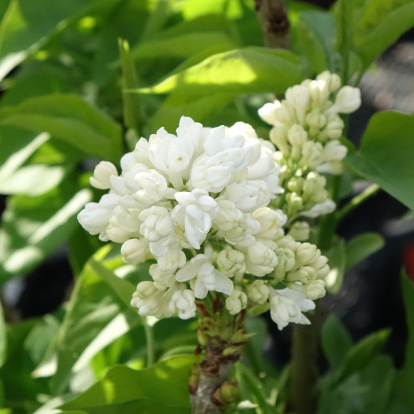 Edelflieder Madame Lemoine - Syringa vulgaris (Blüte)