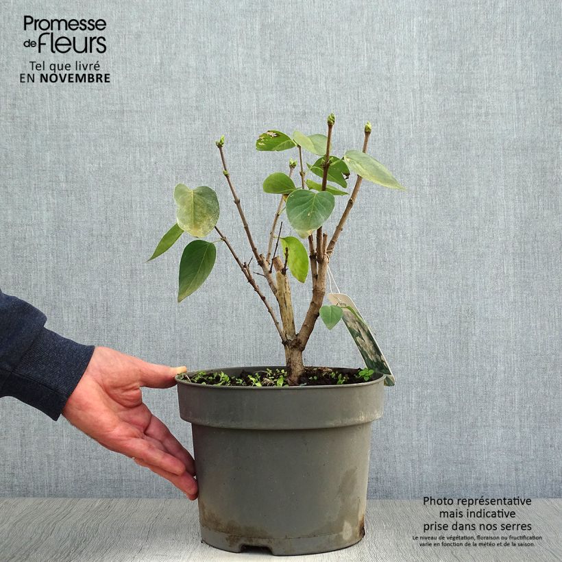 Example of Edelflieder Madame Lemoine - Syringa vulgaris Topf mit 3L/4L as you get in automne