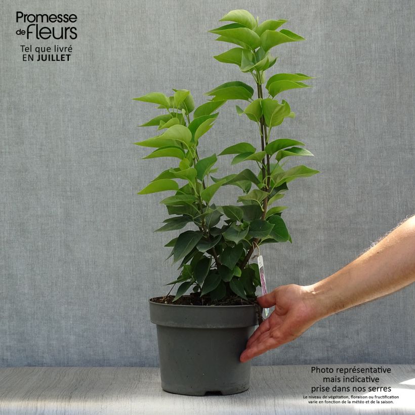 Exemplar von Edelflieder Michel Buchner - Syringa vulgaris Topf mit 4L/5L wie im Sommer geliefert