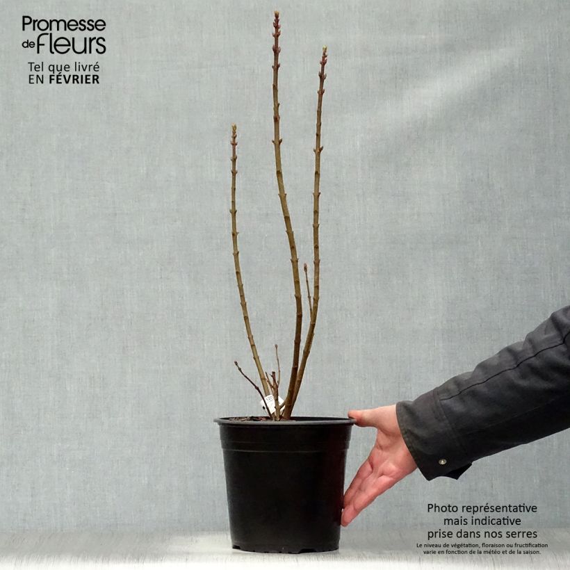 Exemplar von Edelflieder Président Grevy - Syringa vulgaris Topf mit 4L/5L wie im Winter geliefert