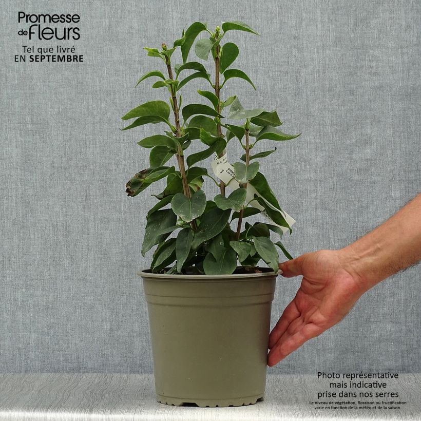 Example of Edelflieder Primrose - Syringa vulgaris Topf mit 4L/5L as you get in automne