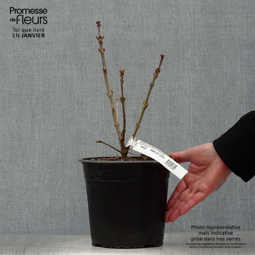 Example of Edelflieder Comtesse D'harcourt - Syringa vulgaris Topf mit 4L/5L as you get in hiver