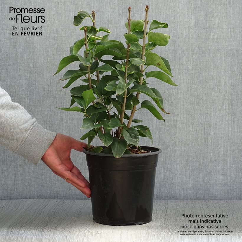 Example of Edelflieder Kindy Rose - Syringa vulgaris Topf mit 4L/5L as you get in automne