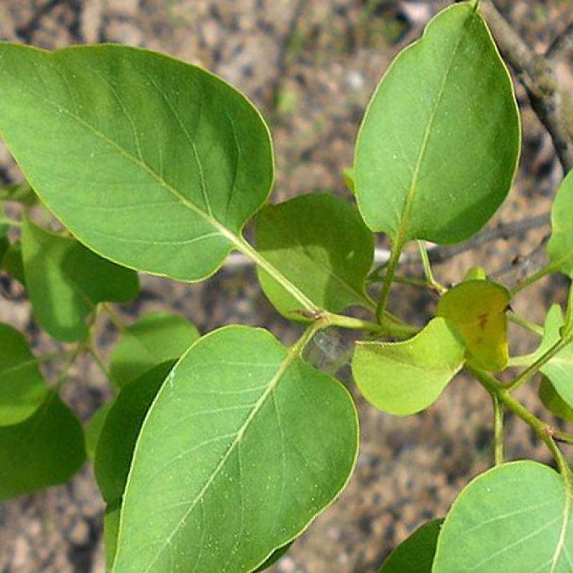 Edelflieder Konchalovskii - Syringa vulgaris (Foliage)