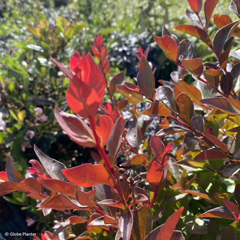 Chinesische Kräuselmyrte Gourmet Red red Wine - Lagerstroemia (Laub)