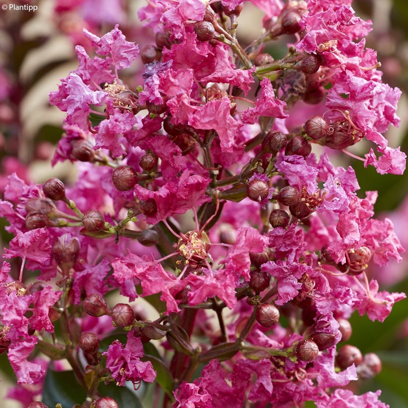 Chinesische Kräuselmyrte Berry Dazzle - Lagerstroemia (Flowering)