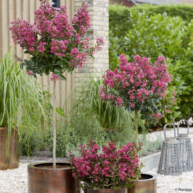 Chinesische Kräuselmyrte Berry Dazzle - Lagerstroemia (Plant habit)