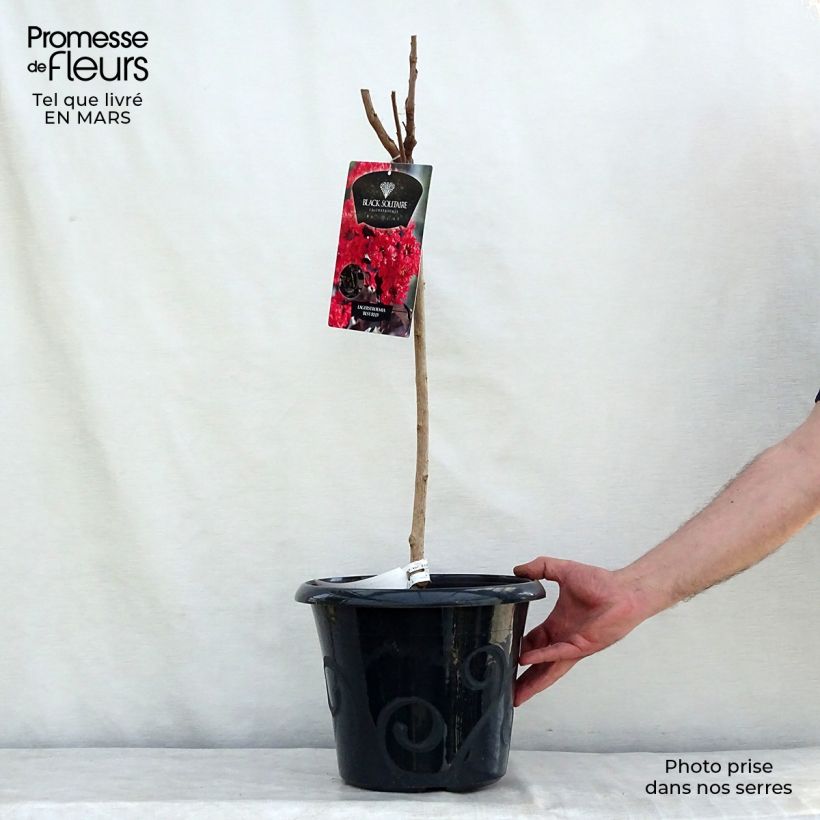 Exemplar von Chinesische Kräuselmyrte Black Solitaire Best Red - Lagerstroemia Topf mit 7,5L/10L wie im Frühjahr geliefert