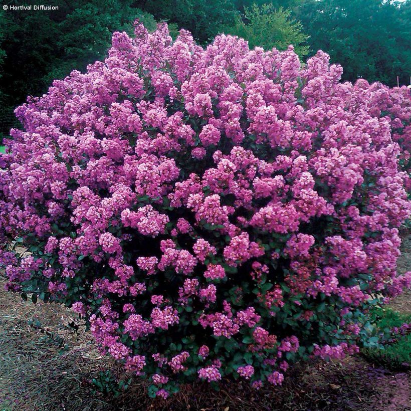 Chinesische Kräuselmyrte Enduring Lavender - Lagerstroemia (Plant habit)