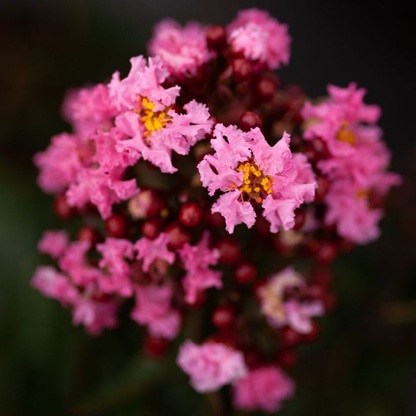 Chinesische Kräuselmyrte Enduring Pink - Lagerstroemia (Flowering)