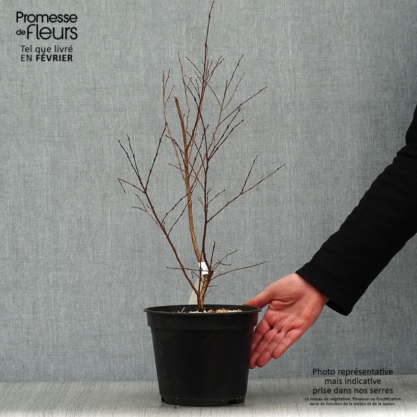 Exemplar von Chinesische Kräuselmyrte Enduring Red - Lagerstroemia Topf mit 3L/4L wie im Winter geliefert