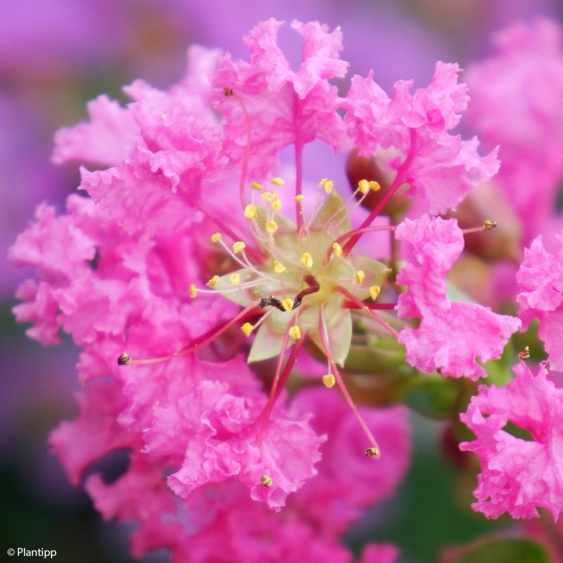 Chinesische Kräuselmyrte Girl With Love - Lagerstroemia (Flowering)