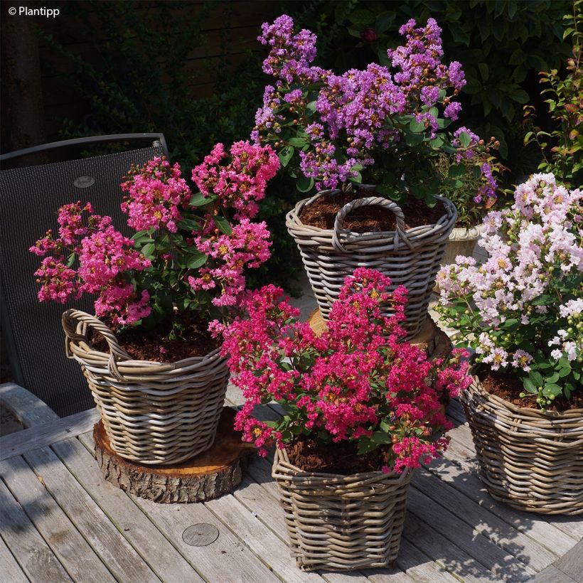 Chinesische Kräuselmyrte Girl With Love - Lagerstroemia (Plant habit)