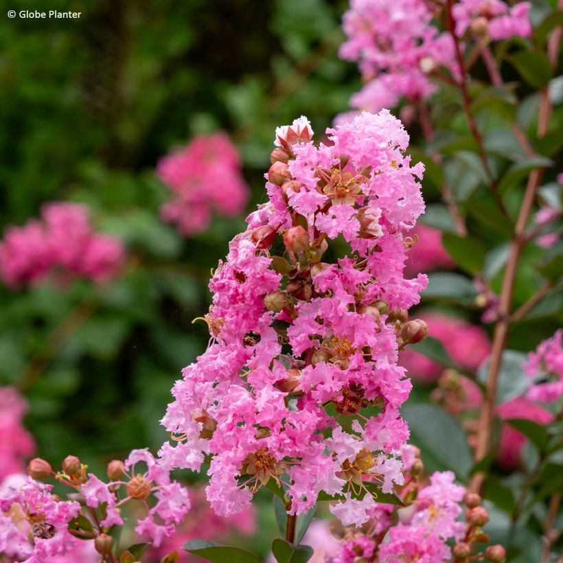 Chinesische Kräuselmyrte  Gourmet Choco Pink - Lagerstroemia (Blüte)