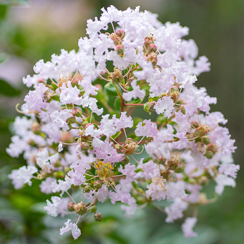 Chinesische Kräuselmyrte La Fayette - Lagerstroemia (Flowering)