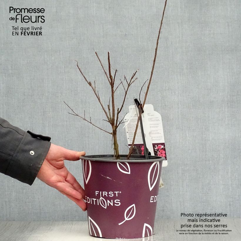 Exemplar von Chinesische Kräuselmyrte Midnight Magic - Lagerstroemia Topf mit 3L/4L wie im Winter geliefert