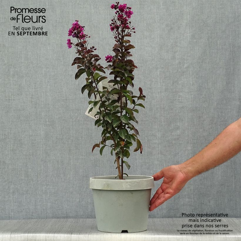 Example of Chinesische Kräuselmyrte Rhapsody In Blue - Lagerstroemia Topf mit 7,5L/10L as you get in automne