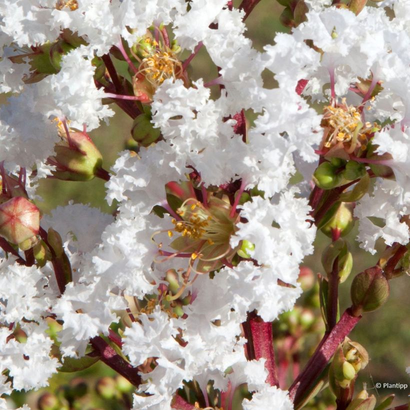 Chinesische Kräuselmyrte Virgin With Love - Lagerstroemia (Flowering)