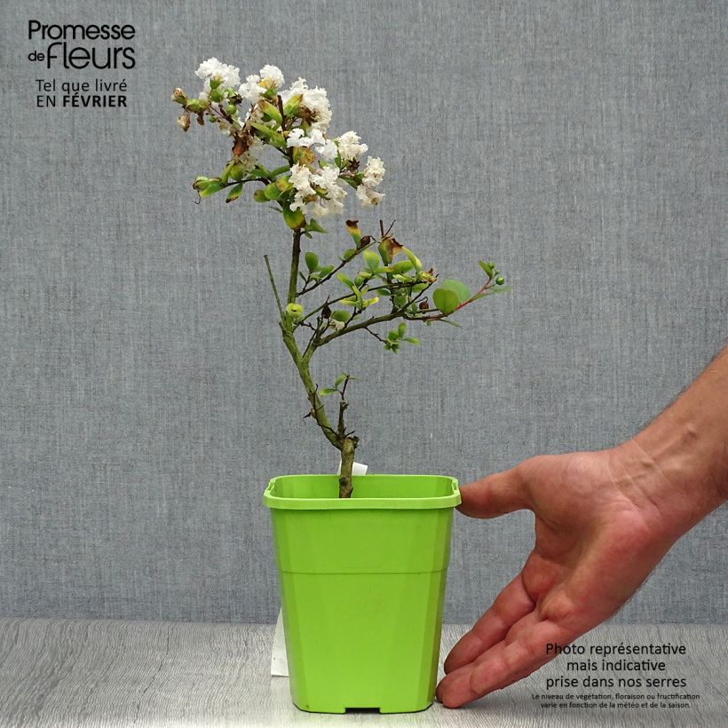 Example of Chinesische Kräuselmyrte Virgin With Love - Lagerstroemia Topf mit 3L/4L as you get in automne