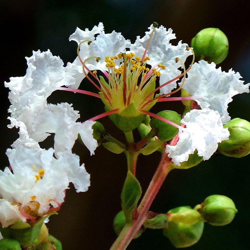 Chinesische Kräuselmyrte White Chocolate - Lagerstroemia (Flowering)