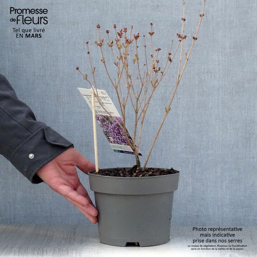 Exemplar von Zwerg-Duftflieder Flowerfesta Purple - Syringa meyeri Topf mit 3L/4L wie im Frühjahr geliefert