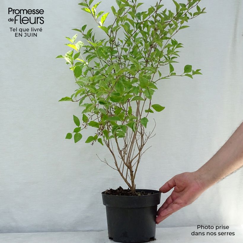 Exemplar von Zwerg-Duftflieder Flowerfesta White - Syringa meyeri Topf mit 3L/4L wie im Sommer geliefert