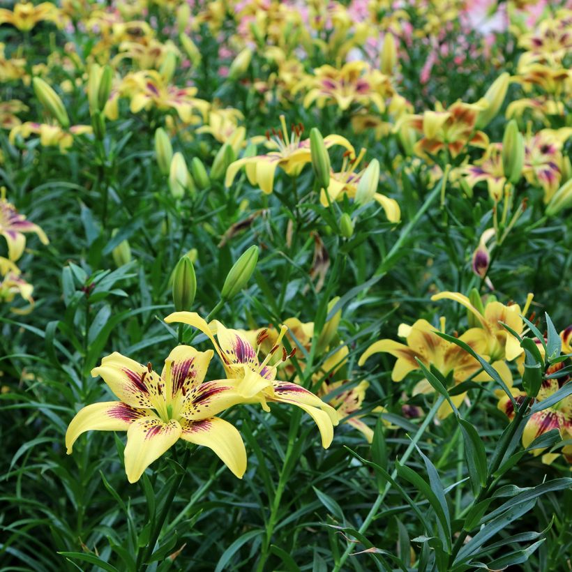 Asiatische Lilie Pieton - Lilium (Hafen)