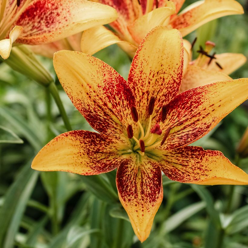 Asiatische Lilie Tribal Dance - Lilium (Blüte)