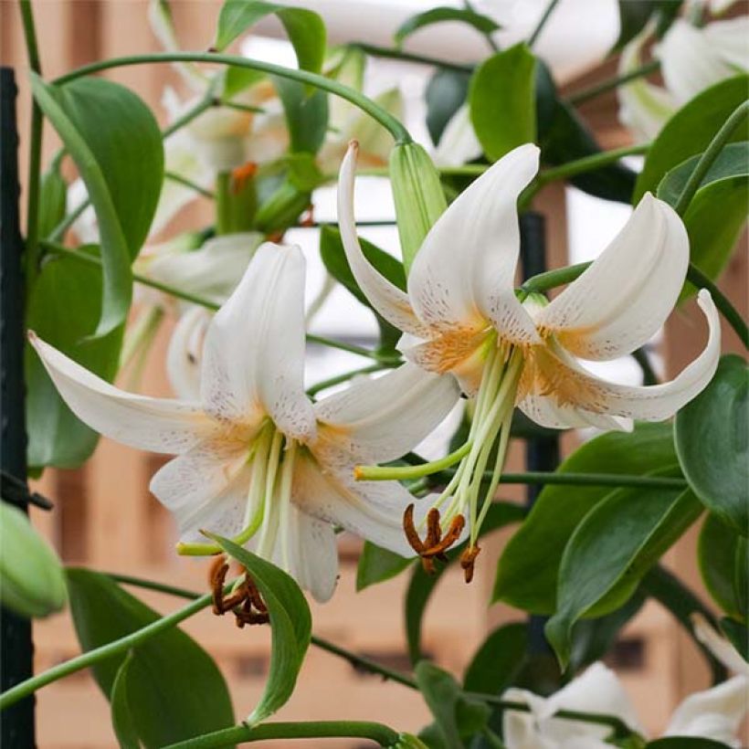 Riesentürkenbundlilie Lady Alice - Lilium henryi (Flowering)