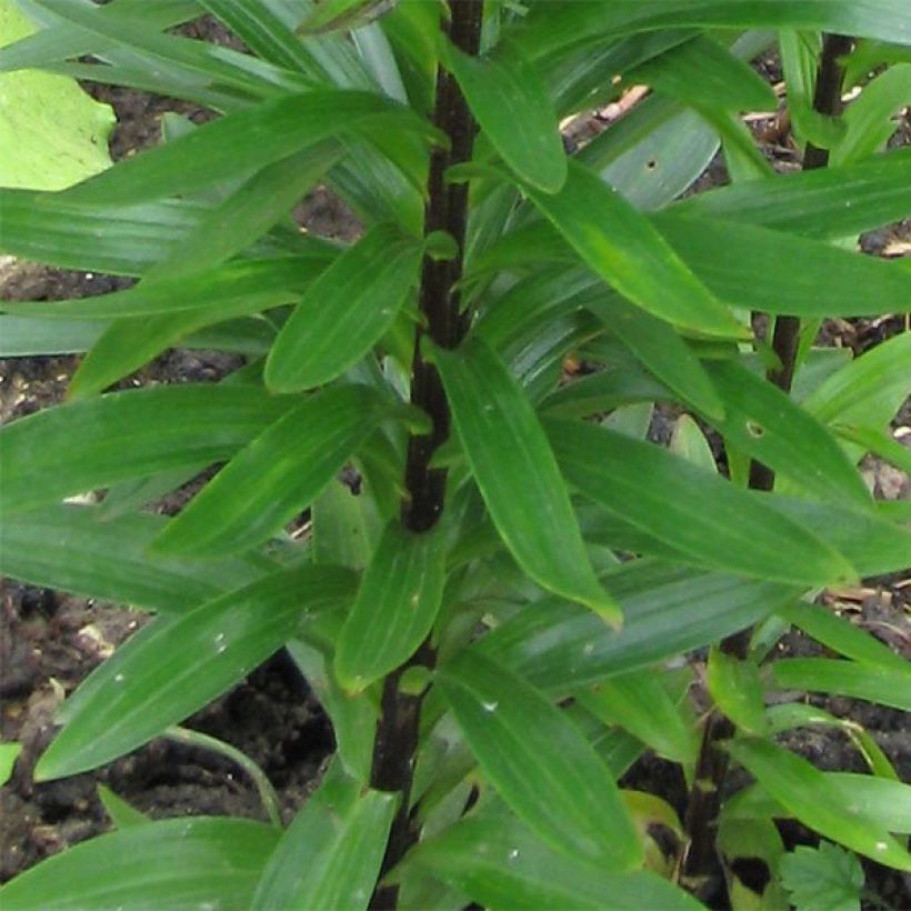 Asiatische Lilie Landini - Lilium (Foliage)