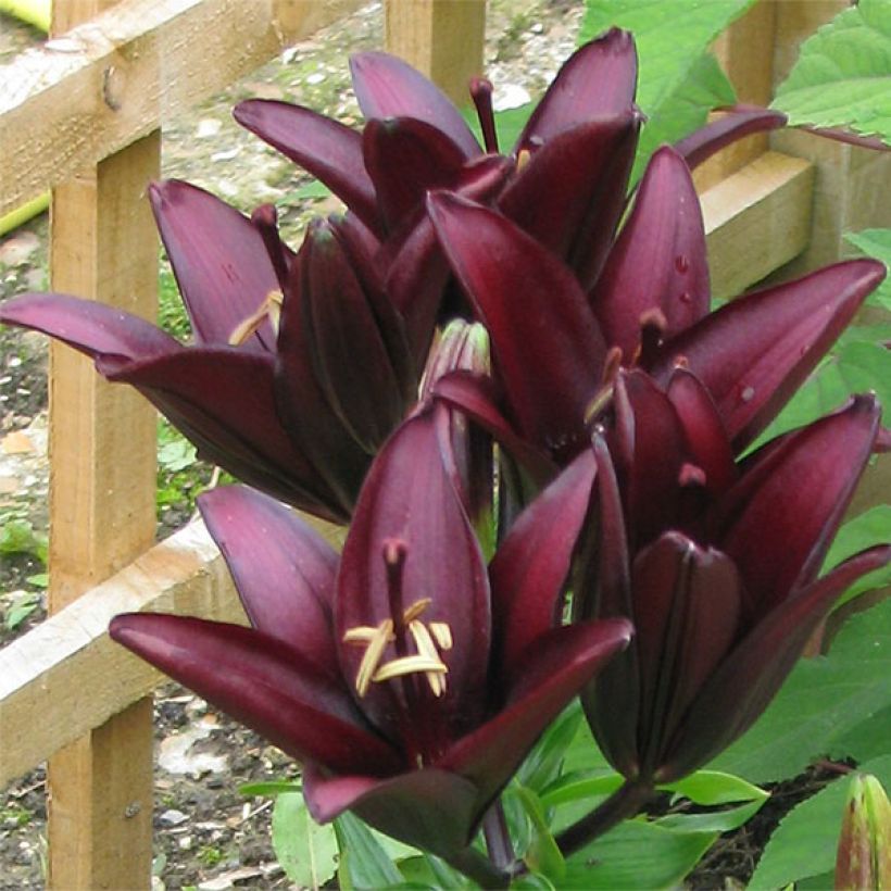 Asiatische Lilie Landini - Lilium (Flowering)