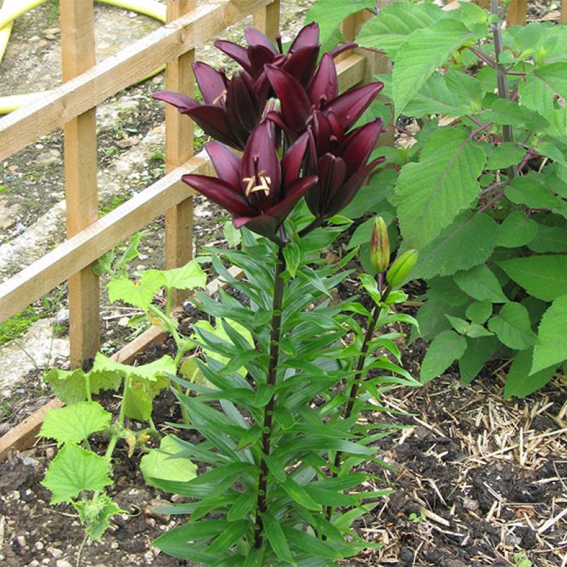 Asiatische Lilie Landini - Lilium (Plant habit)