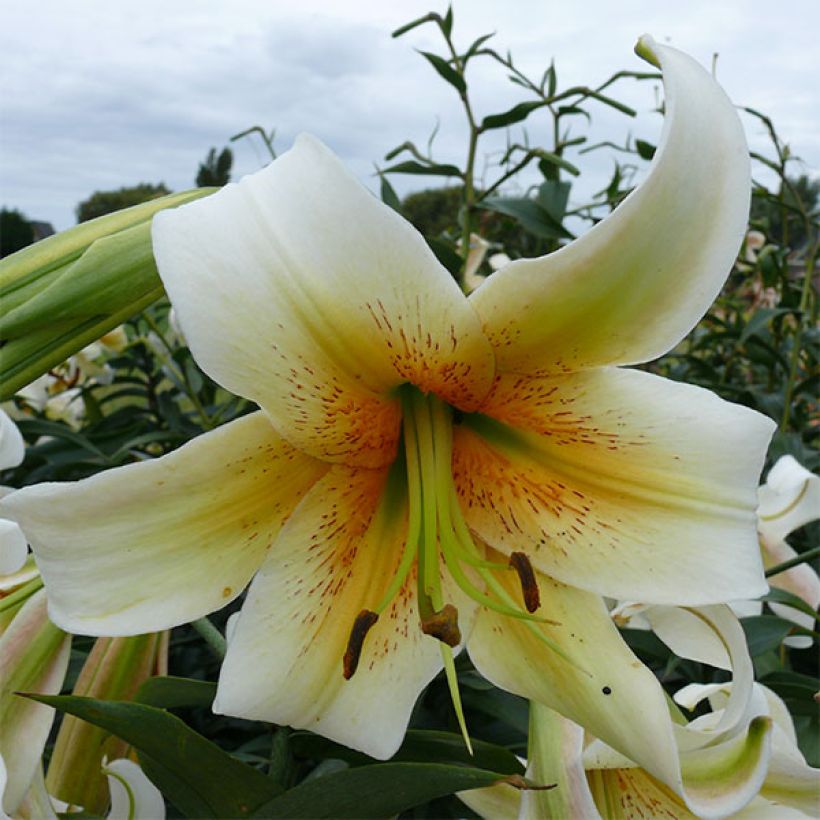 Orientalische Lilie Mister Cas - Lilium (Flowering)