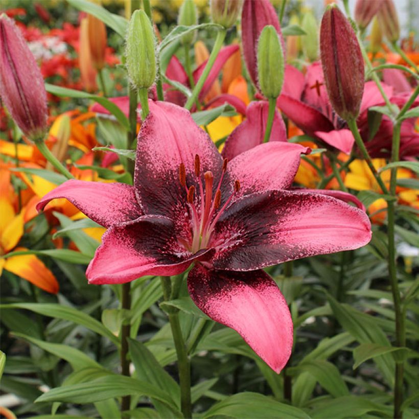 Asiatische Lilie Purple Eye - Lilium (Flowering)
