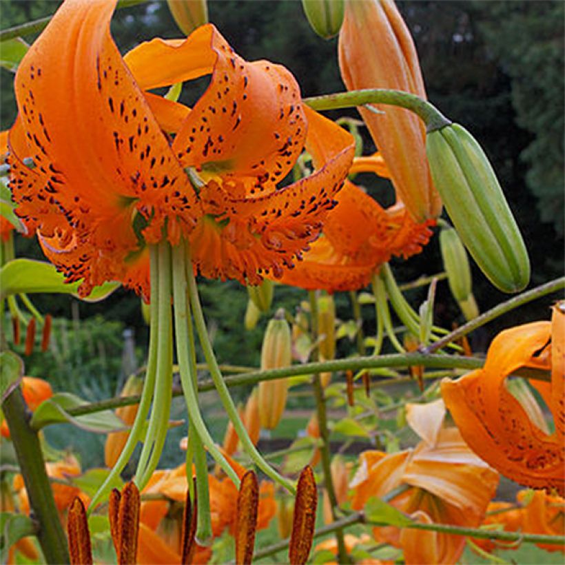 Riesentürkenbundlilie - Lilium henryi (Flowering)