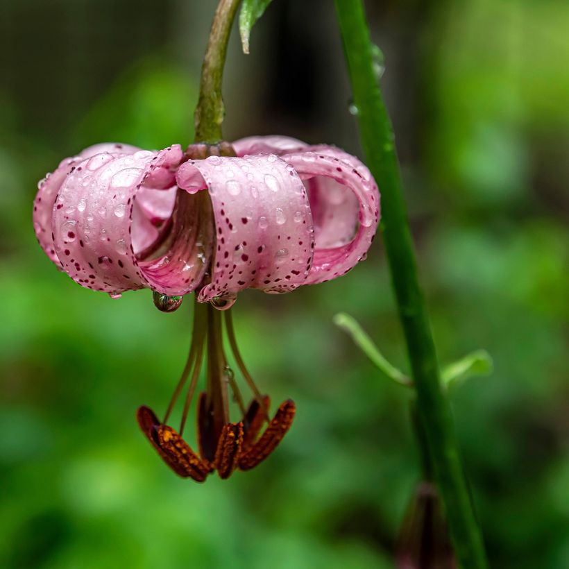 Türkenbund-Lilie - Lilium martagon (Flowering)